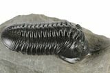 Morocconites Trilobite Fossil - Nice Eye Facets #197129-3